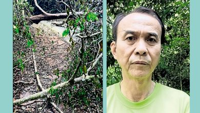 Photo of 麦志坚:爱极乐植物园 树倒8天无人处理