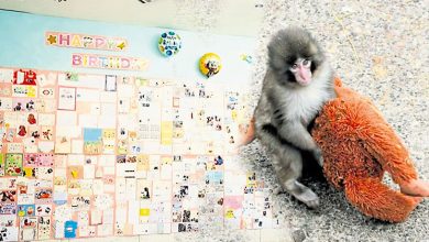 Photo of 全球粉丝寄来2500千贺卡 网红猕猴Panchi君1岁了