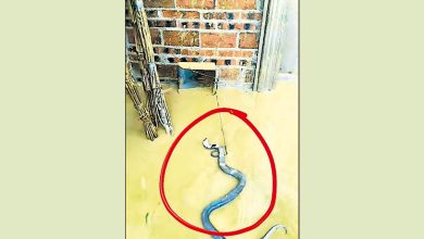 Photo of 蛇场冲走900蛇 村民自组捕蛇队
