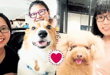 Photo of 【宠物沟通 下篇】听见沉默里的心声 它们不怕死亡只怕你哭