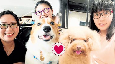 Photo of 【宠物沟通 下篇】听见沉默里的心声 它们不怕死亡只怕你哭