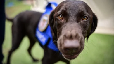 Photo of 委内瑞拉双震逾3300罹难 逾百搜救犬深入废墟立功