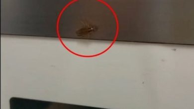 Photo of 视频〡刚复业又爆卫生风波？网民称IKEA冰淇淋机惊见蟑螂