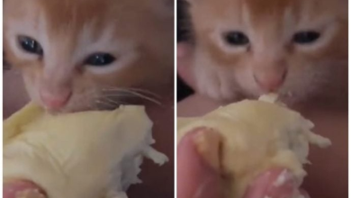 Photo of 猫咪能不能吃榴梿?兽医:不建议喂食