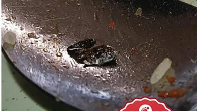 Photo of 病患疑医院餐“黑色异物”为蟑螂 院方:确认是江鱼仔