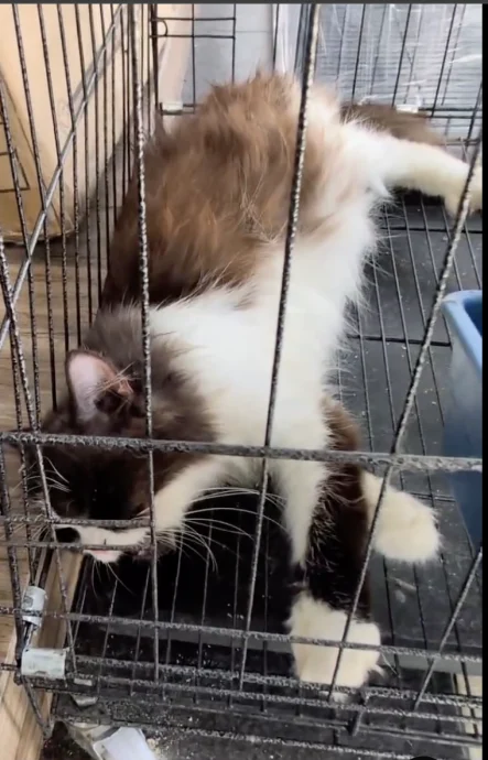 困在笼里的猫咪在暴晒在烈日多时,出现不适迹象,疑似已有脱水情况。(视频截图)