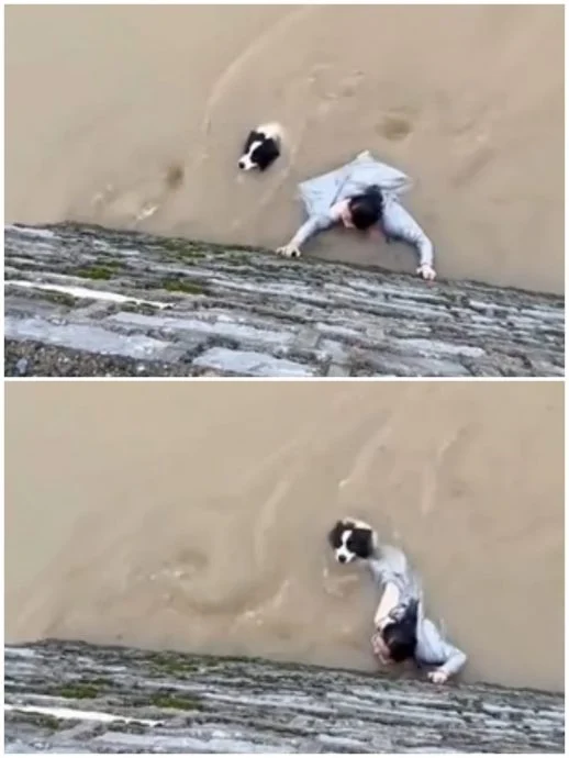 当发现爱犬被急流冲开,女子在千钧一发之际伸手将狗狗抓回,并用尽力气将它推向墙边。(视频截图/IG@am730hk)