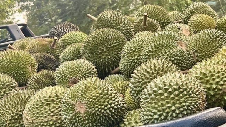 （档案照）