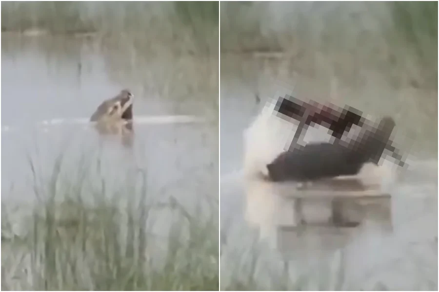(X平台视频截图)