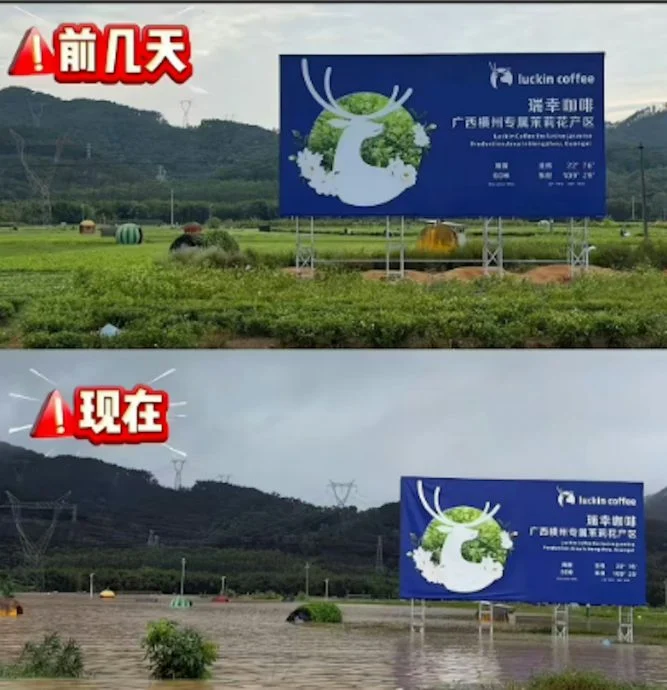 小红书上有民将灾前及灾后,茉莉花田情景做了对比。 横州也是瑞幸咖啡茉莉花茶原料产地。(小红书截图)