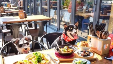 Photo of 香港放宽犬只入餐厅限制 多家获批食肆仍未准备好