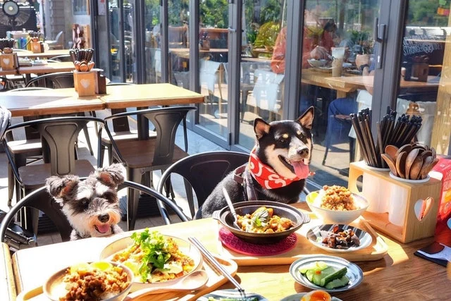 宠物友善餐厅设有多项免费宠物友善设施,包括宠物零食、消毒用品、饮水器等等。(图:IG@dogfriendlyhk)