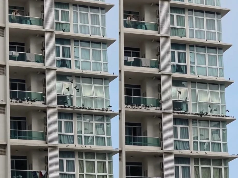 赛城一间公寓单位阳台及窗户外聚集大批野鸽。(Threads视频截图)