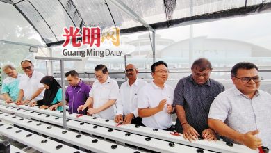 Photo of 打枪铺首个水耕温室启用 料每轮产出逾40公斤蔬菜