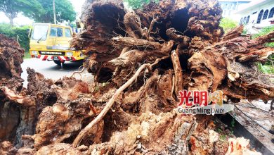 Photo of 【峇都眼东路树倒】居民不满市厅罔顾投诉 狂风刮倒老树砸2屋