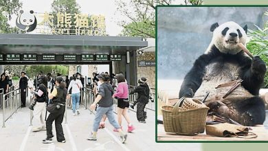 Photo of 北京大熊猫新馆开放迎客