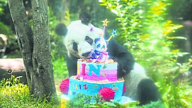Photo of 海外现存最长寿 墨熊猫欣欣36岁生日