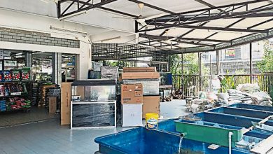 Photo of 漂白灵市旧区202商店 商家可申请临时执照