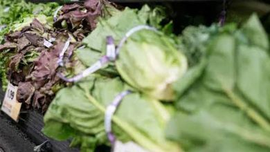 Photo of 美环孢子虫病疫情扩大 首现2死亡病例