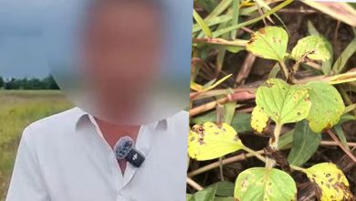 Photo of 信AI配方灭虫 !农夫150亩 芝麻田一夜枯死