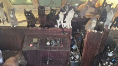 Photo of 谁忍心丢下它们？30多猫被遗弃在废船上  主人不见踪影