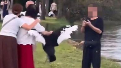 Photo of 大妈为合照硬抓! 黑天鹅痛苦惨叫  路人怒斥好残忍