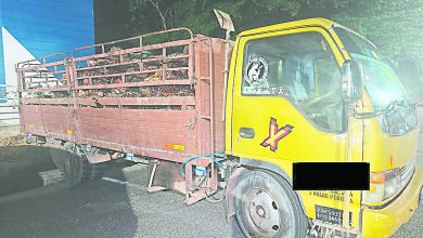 Photo of 潜油棕园偷油棕果 警捕2男扣押罗里