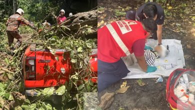 Photo of 树倒压皮卡惨剧酿4死1伤 父母连同5岁幼童罹难