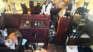 Photo of 30多只猫“占领”废弃船只 警方登船直呼“像吉卜力电影”