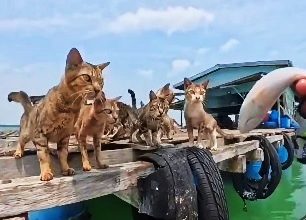 Photo of 受困海上奎笼 多只猫咪缺粮缺水