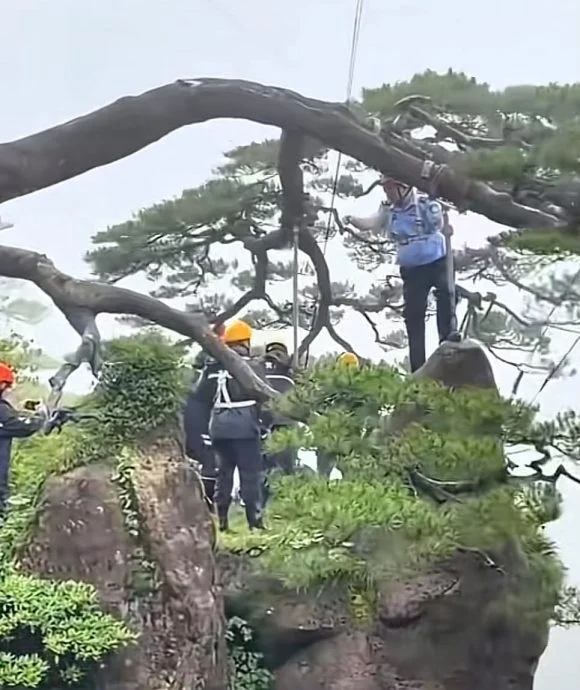 安徽黄山风景区工作人员加固迎客松。（互联网照片）