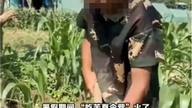 Photo of 中国“吃苦夏令营”爆红 家长砸钱送孩子砍柴喂猪