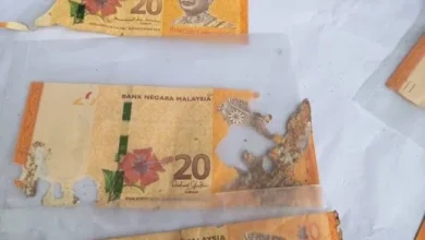 Photo of 防得了贼防不住虫!2000令吉惨被白蚁啃光光