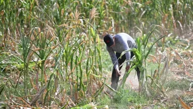 Photo of 最强厄尔尼诺现象仍持续  将严重冲击全球经济
