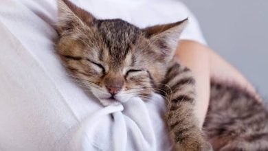 Photo of 抱野猫遭寄生虫入耳 医生：切勿将浪浪抱近脸部