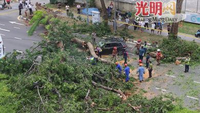 Photo of 百年大树无风雨倒下 砸中路過轎車 祖孙3人伤