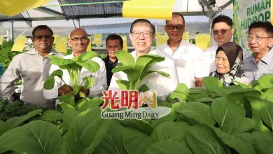 Photo of 打枪铺水耕菜大丰收 第二座培植场年底落成