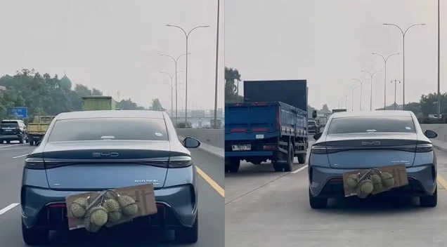 车主把约5个榴梿被挂在汽车后方的车牌位置，并以一块纸板垫着。（取自Kosmo!网）