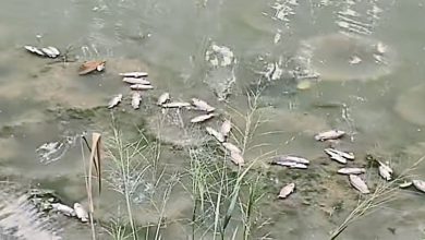 Photo of 关丹雅凌河大量死鱼 环境局验河水样本寻因