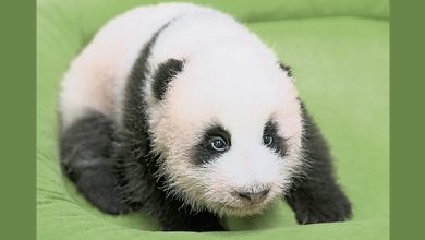 Photo of 韩熊猫宝宝取名 五选一全民投票