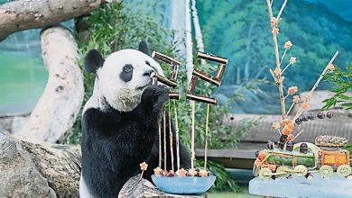 Photo of 中赠台熊猫“圆圆”22岁生日
