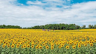 Photo of 金黄花海开遍山丘壮观 北海道葵花田迎观赏期
