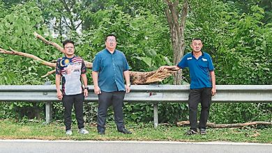 Photo of 甲爱极乐新村外大路 多枯树未清除民忧安全