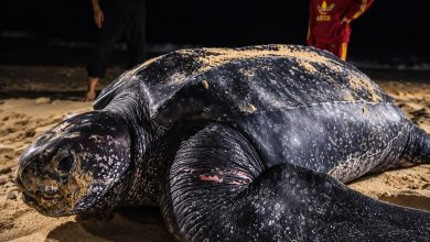 Photo of 消失9年后23天3度上岸  “海龟之王”再现登嘉楼