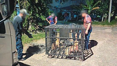 Photo of 东甲县会接数宗投诉 执法队捕13流浪狗