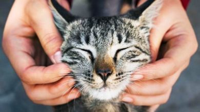 Photo of 送老猫安乐死 员工私自留养 饲主18个月后惊见：它还活着