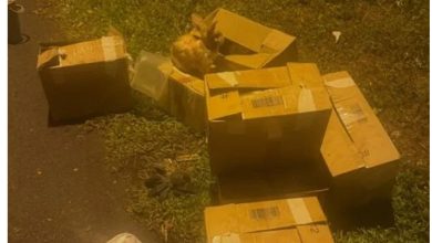 Photo of 23兔子遭装箱弃路旁!最小仅出生数天