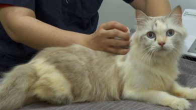 Photo of 狮城严管养猫 !每户最多养2只 违法罚5000
