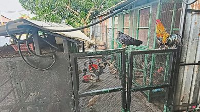 Photo of 住家养大批鸡鸭狗 屋主公共沟渠违建被取缔