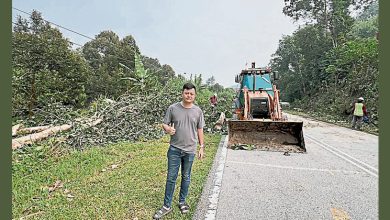 Photo of 枝桠茂密挡视线 南益橡胶厂路段大树修剪